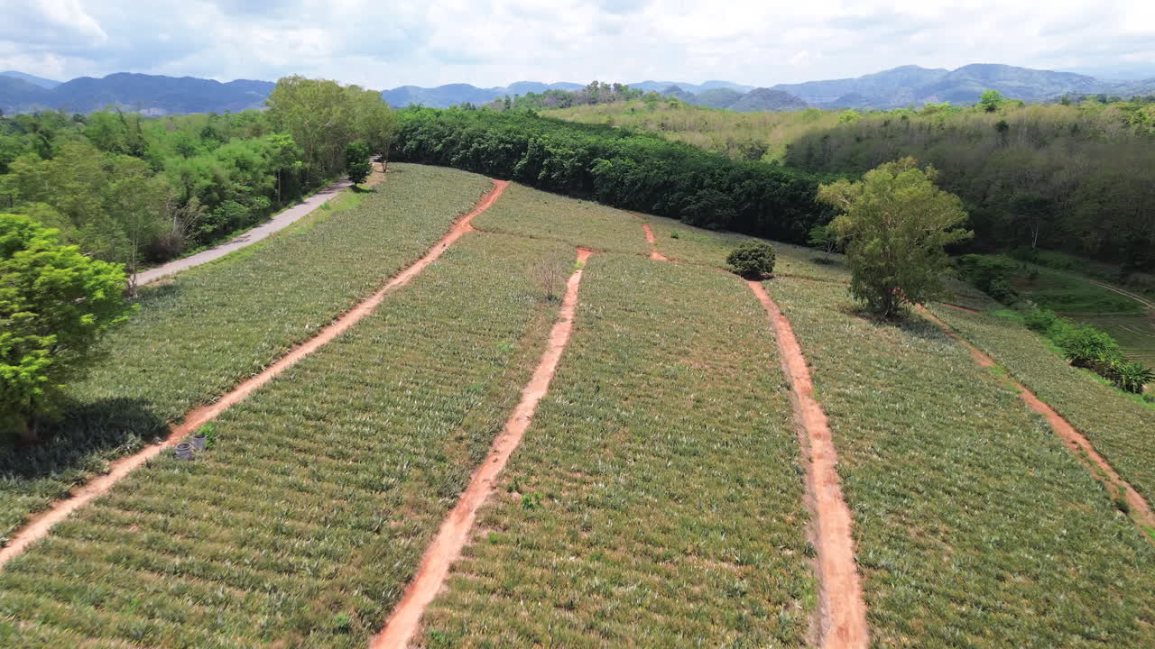 Aerial establishing of pineapple plantation in tropical Thailand with orderly crop patterns