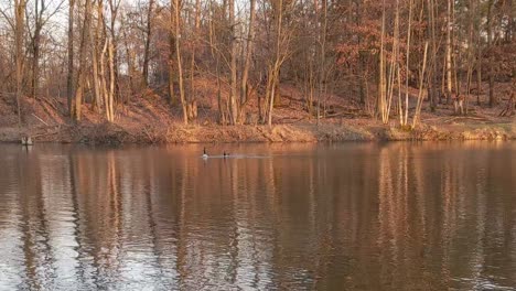 Canada-geese-couple-peacefully-swimming-on-pond