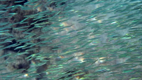 silversides fish swimming among coral reefs. underwater video of silverside school of small fish. huge school of fishes. large numbers of fish are hiding from predators.