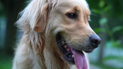 golden retriever breed of dog- close up shot