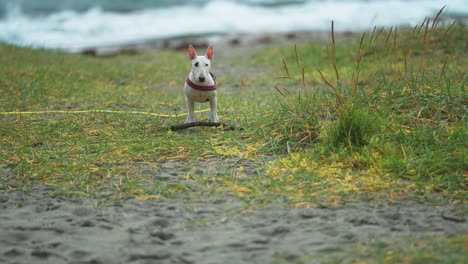 a white bullterrier puppy stands still on the sandy beach