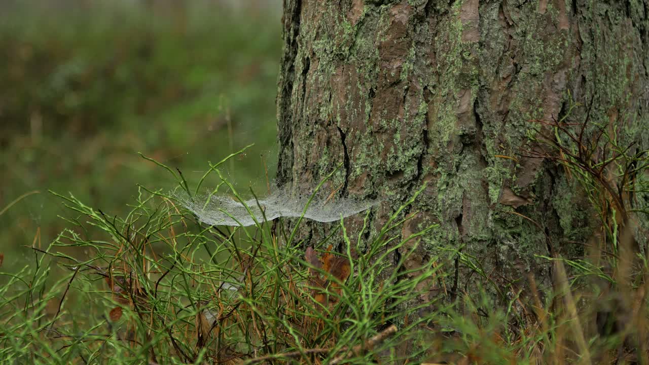 telaraña atrapada cubierta de rocío matutino, colocada en un prado entre tallos, día brumoso en un prado de otoño, pino, tiro medio moviéndose lentamente en un viento tranquilo