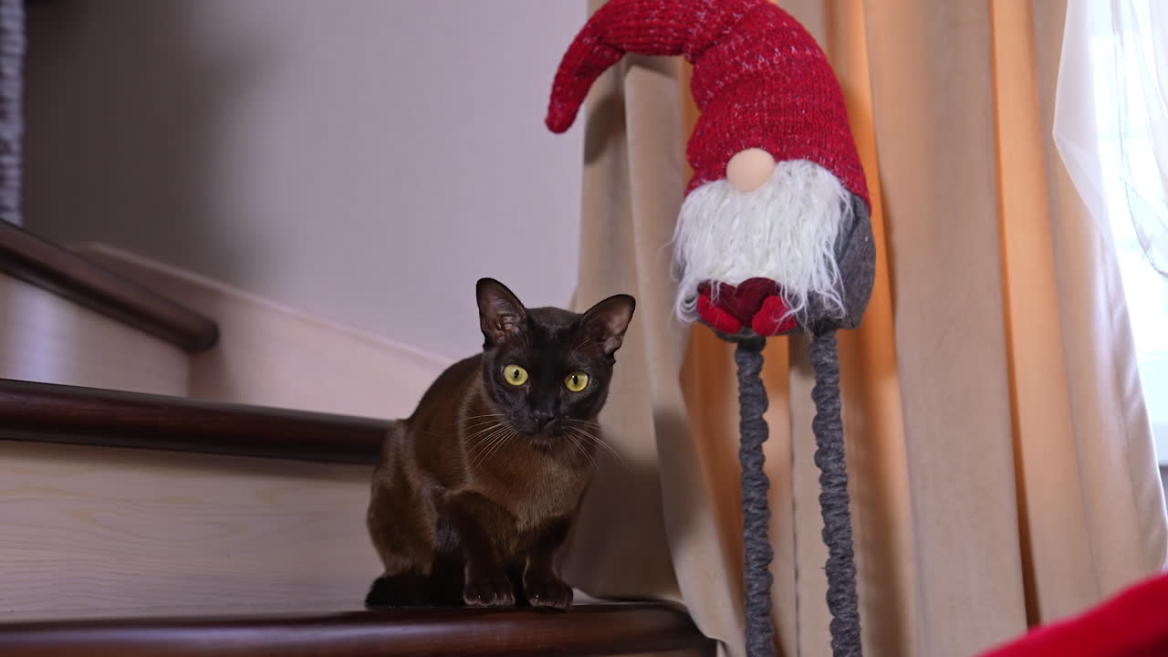 Beautiful black domestic cat having rest at the stairs. Calm yellow-eyed pet sitting under the Christmas decoration of a dwarf.