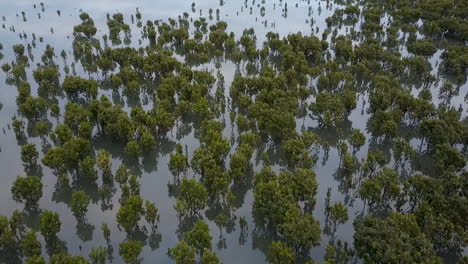 aerial footage flying over mangroves in western port bay in victoria, australia