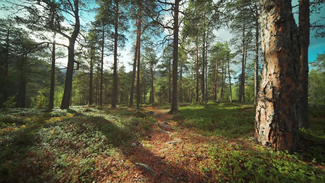 un estrecho sendero conduce a través del bosque de pinos iluminado por el sol