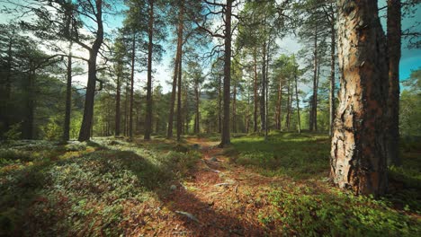 Un-Sendero-Estrecho-Atraviesa-El-Bosque-De-Pinos-Iluminado-Por-El-Sol