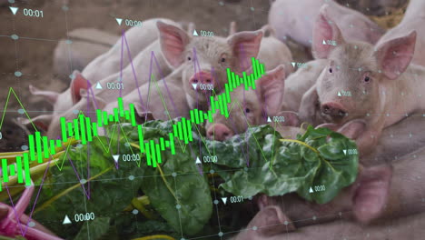 financial data graph animation over pigs eating leafy greens in farm