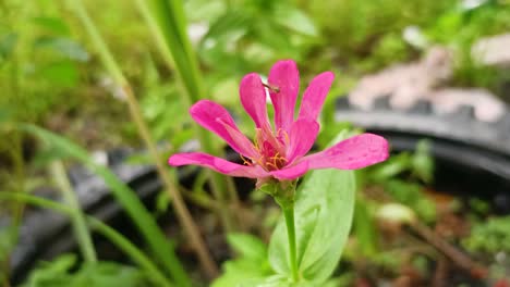 primer plano de un insecto en una flor roja