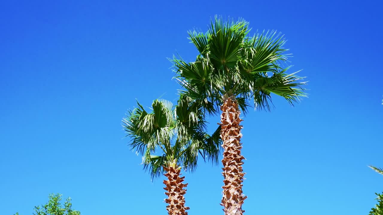 바람 한 점 없는 맑고 푸른 하늘을 배경으로 서 있는 야자수 2그루