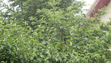 fuertes lluvias con fondo verde