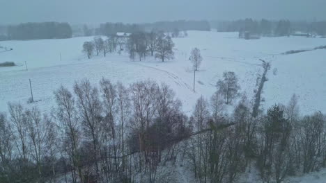 desafiando una tormenta de invierno mientras se eleva por encima de un bosque cubierto de nieve en las profundidades del invierno