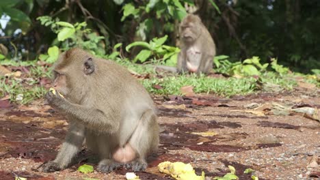 Wilder-Makakenaffe-Frisst-Weggeworfene-Früchte