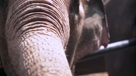 asian elephant in captivity putting palm leaves in its mouth to eat