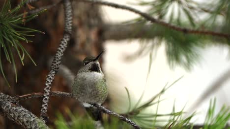 Un-Colibrí-Limpiando-Su-Pico-En-La-Rama-De-Un-árbol