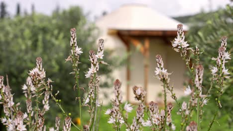 a shot of flowers in front of a bed and breakfast yurt