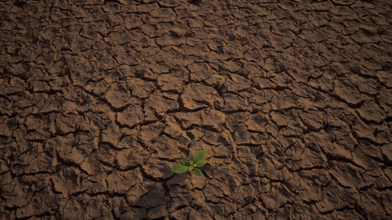 pequeña planta verde que crece en suelo seco, suelo de tierra agrietado y secado o superficie de arena. sequía, falta de agua, cambio climático, ola de calor y concepto de desastre de calentamiento global