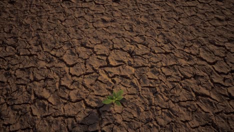 pequeña planta verde que crece en suelo seco, suelo de tierra agrietado y secado o superficie de arena. sequía, falta de agua, cambio climático, ola de calor y concepto de desastre de calentamiento global