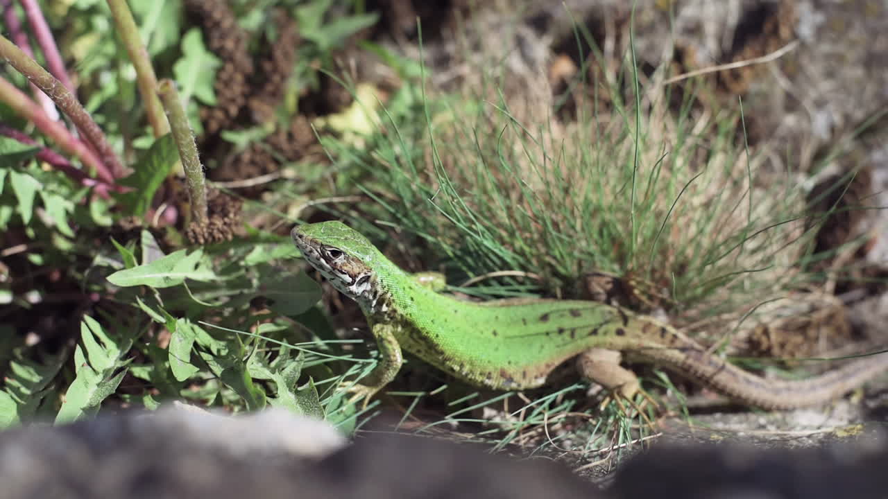 Close up of an european green lizard standing still in greenery