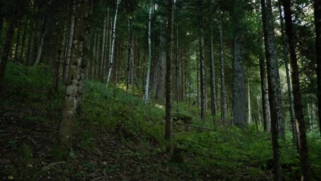 Tiro-Lento-De-Camiones-De-Derecha-A-Izquierda-En-Un-Bosque-Durante-El-Final-Del-Verano-En-Suiza-1