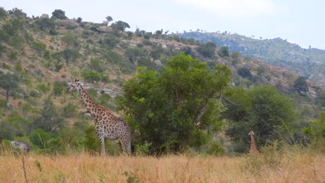 Die-Südafrikanische-Kapgiraffe-Steht-Still-Im-Wald-Und-Frisst-Und-Weidet