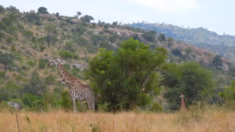 la jirafa del cabo del sur de áfrica se mantiene quieta en el bosque masticando y pastando