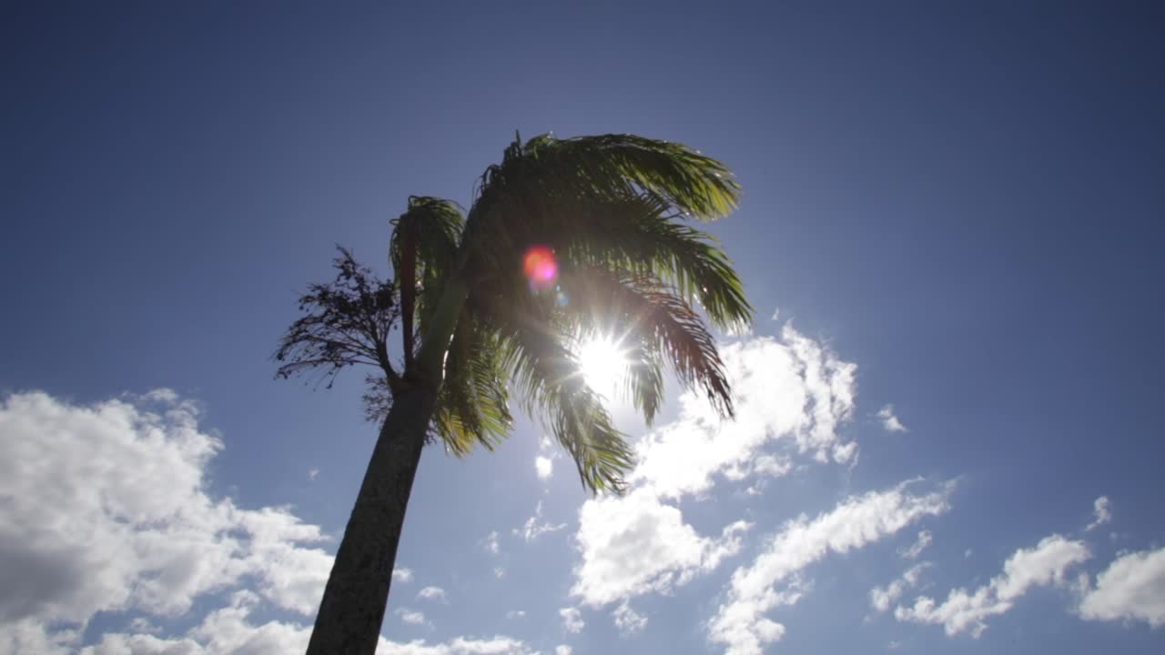 푸른 하늘과 구름과 태양 플레어로 바람에 흔들리는 야자수