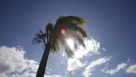 palm tree waving in the wind with blue sky and clouds and sun flare