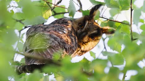 long eared owl perched on branch looking intently down at camera