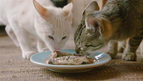 house cats approach and eat plate of fish on floor, close-up