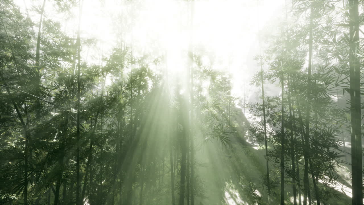 안개 가 가득 한 대나무 숲 에 있는 빛