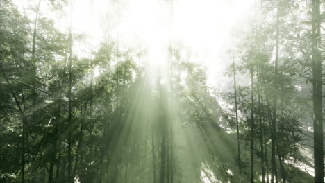 sunbeams in a misty bamboo forest