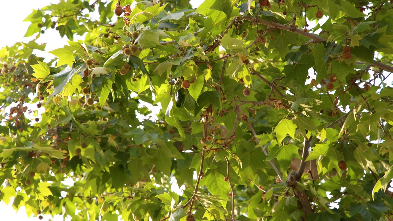 La luz solar brillante ilumina hojas de sicomoro de un verde vibrante y vainas de semillas meciéndose suavemente al aire libre.