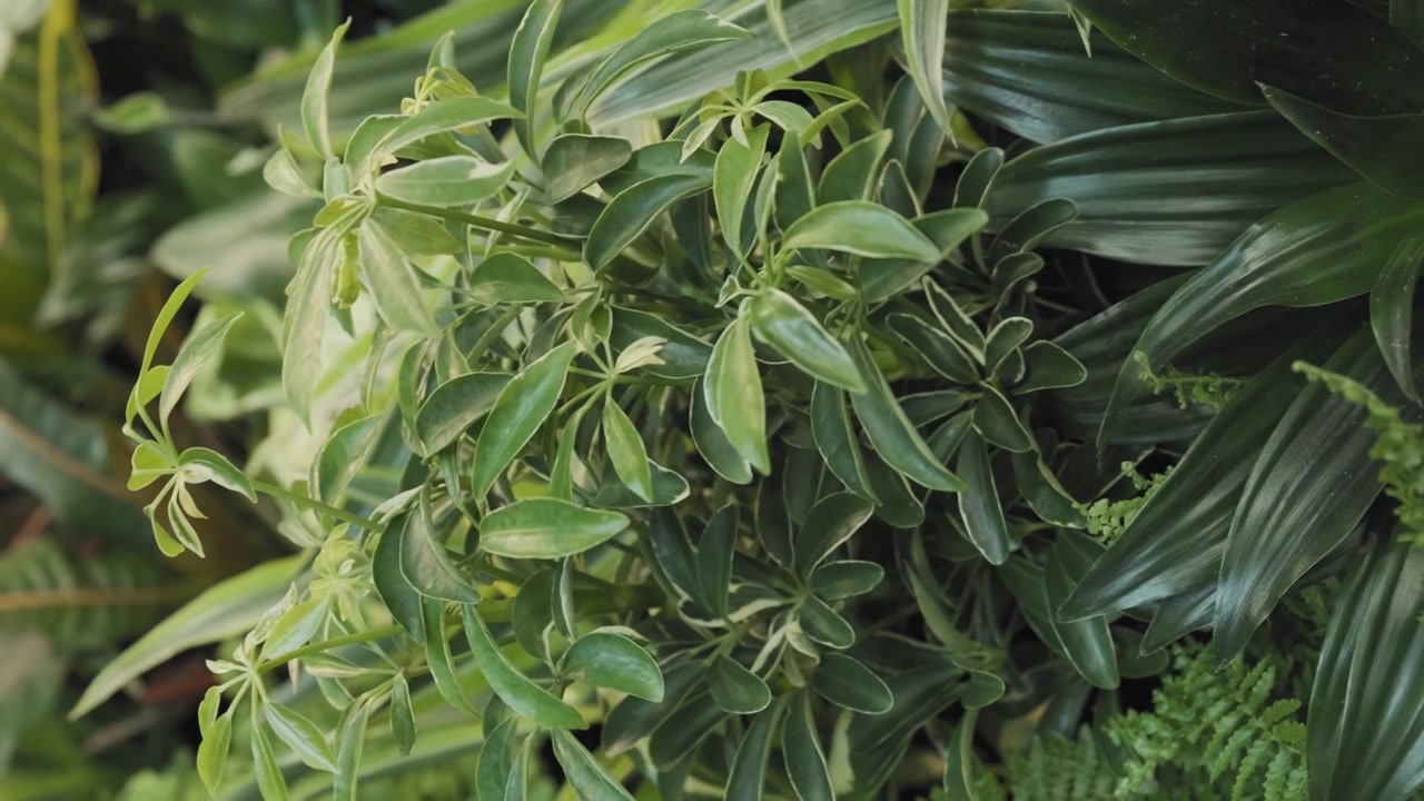 Splendido scatto di diverse piante verdi e sane su una parete vegetale interna.