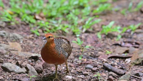 Moviéndose-Hacia-La-Izquierda-Seguido-Por-La-Cámara-Y-Luego-Se-Detiene-Para-Rascarse-La-Cabeza,-Perdiz-Ferruginosa-Caloperdix-Oculeus,-Tailandia