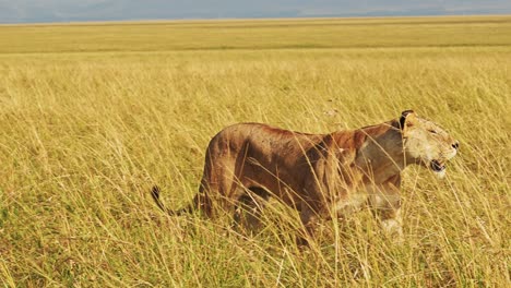 Cámara-Lenta-De-Leones-Caminando,-Leonas-Merodeando-Y-Cazando-En-Pastos-Largos-Y-Altos,-Animales-Africanos-En-Safari-De-Vida-Silvestre-En-Pastizales-De-Sabana-En-Llanuras-De-Masai-Mara-En-Kenia,-Masai-Mara