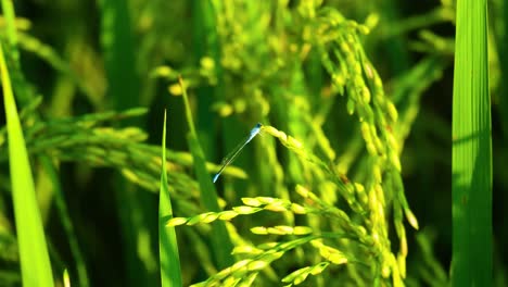 Blue-tailed-damselfly-resting-on-Bangladesh-rice-grain-paddy-foliage-in-warm-bright-sunlight