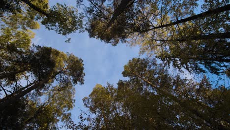 mirando hacia arriba a través del dosel de un bosque