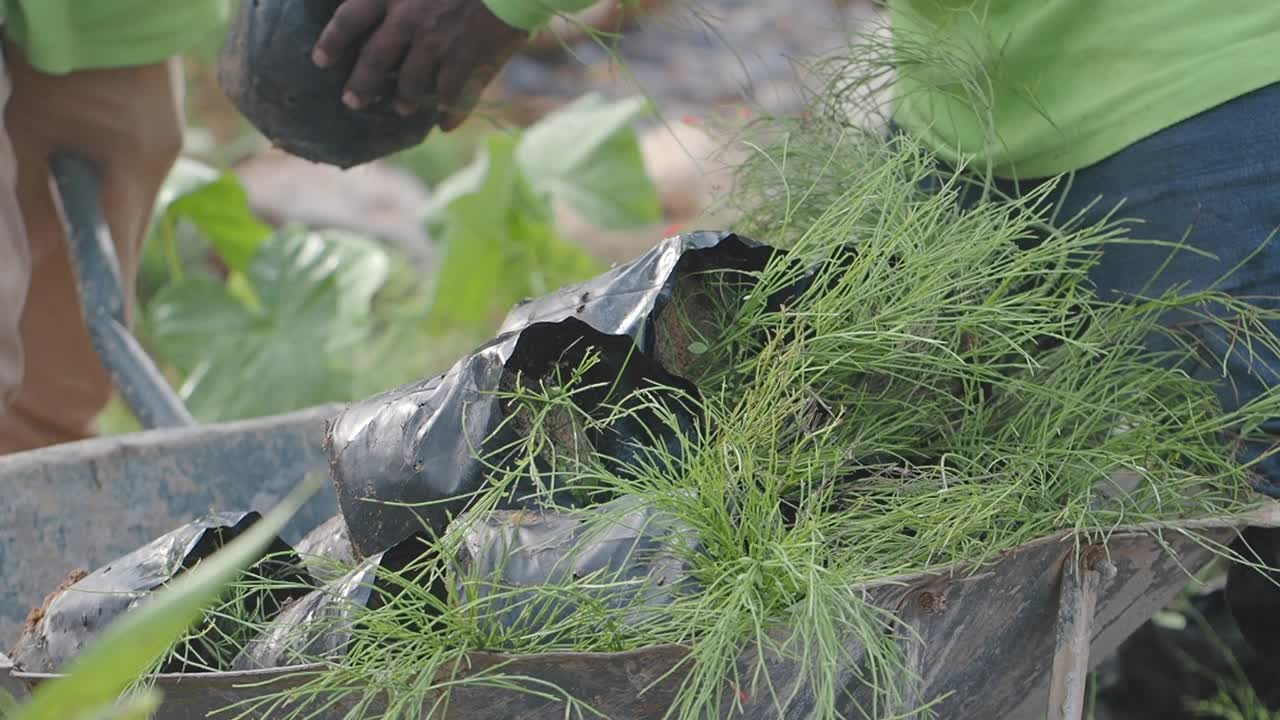 Planting New Seedlings