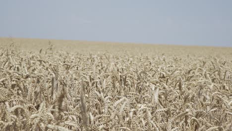 cultivo de trigo balanceándose a través del viento al aire libre en la naturaleza