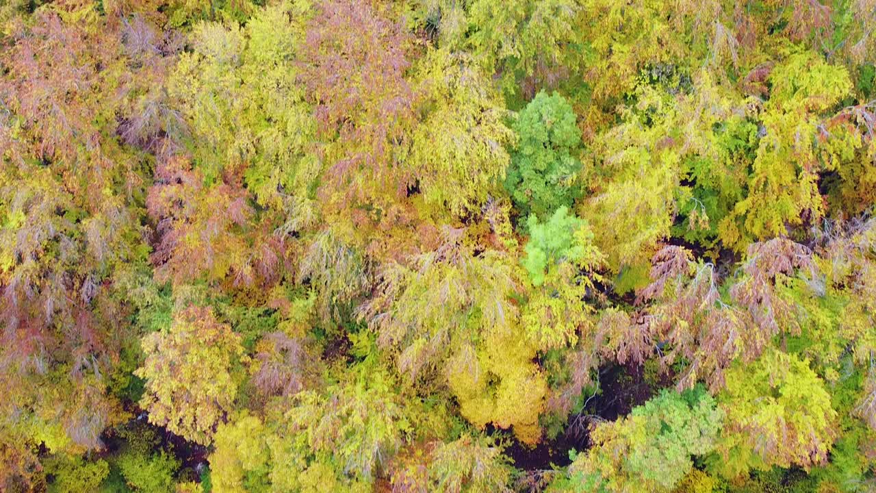 독일의 가을에 검은 숲의 화려한 가을 단풍의 조감도