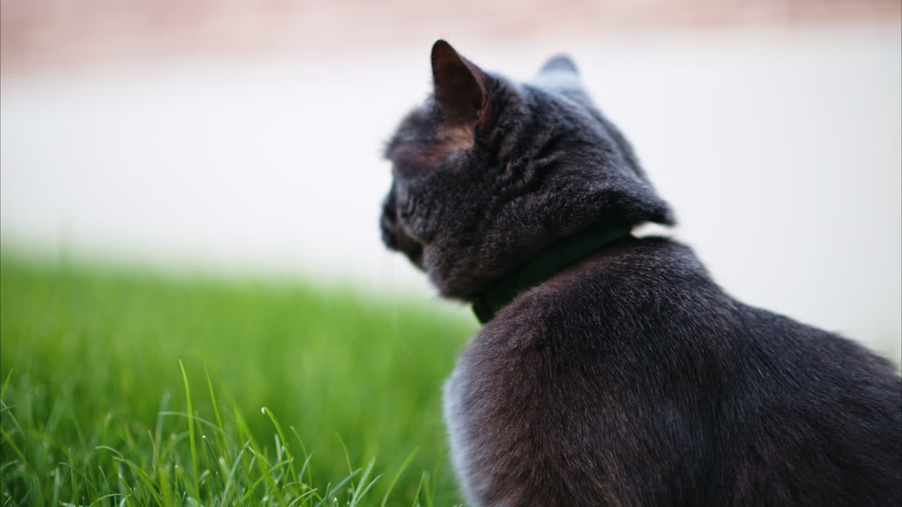 British Shorthair cat with orange eyes looking around in a garden