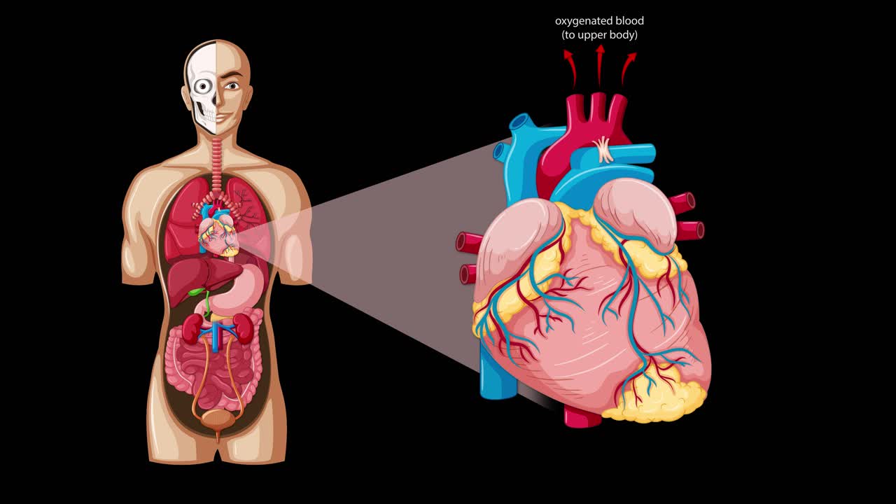 Medical animation shows labeled human heart cross-section with blood flow and oxygenation pathways