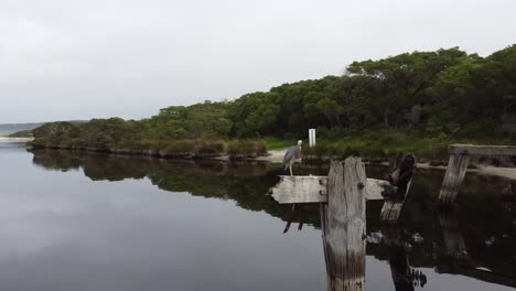 Wildtiere-In-Torbay-Inlet,-Einem-Geheimen-Ort-Im-Süden-Von-Westaustralien