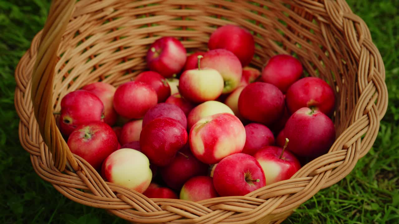 En generøs innhøsting av nyplukkede epler i en rustikk flettet kurv, som viser de livlige fargene og den naturlige skjønnheten til sesongens frukt i en frodig grønn setting