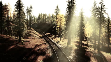 sunbeams through the forest railroad tracks