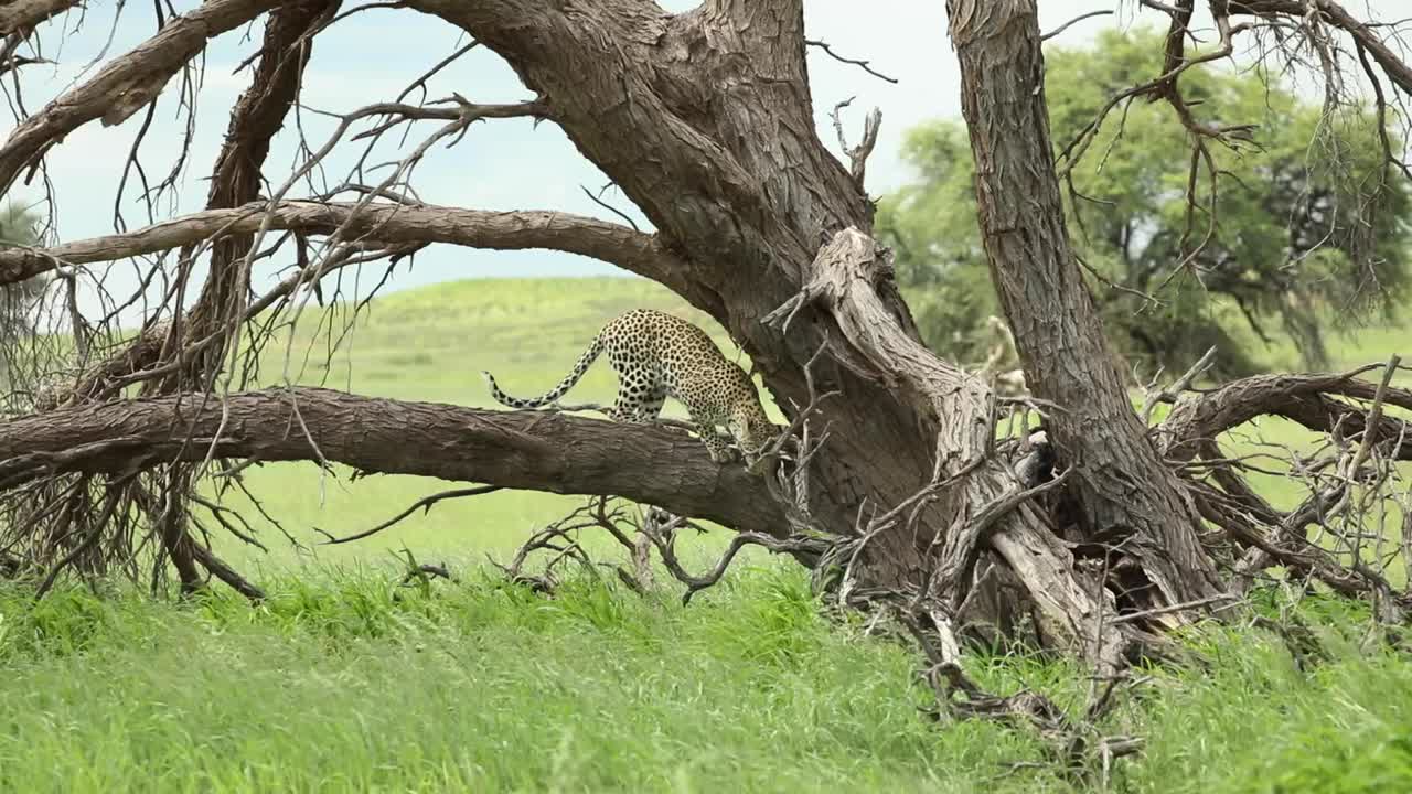 Wide shot of a young leopard walking and sniffing on a dead tree before jumping down and disappearing in the long, green grass, Kgalagadi Transfrontier Park