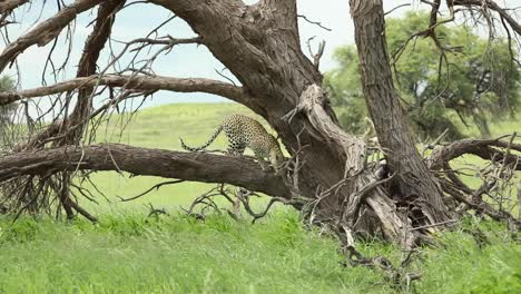 Plano-General-De-Un-Joven-Leopardo-Caminando-Y-Olfateando-Un-árbol-Muerto-Antes-De-Saltar-Y-Desaparecer-En-La-Larga-Hierba-Verde,-Parque-Transfronterizo-De-Kgalagadi