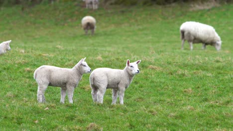 close up of curious lambs looking around the field