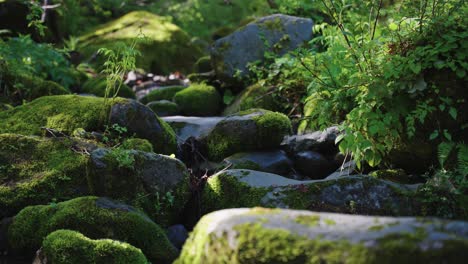 rocas cubiertas de musgo en el río de montaña al amanecer, tottori japón