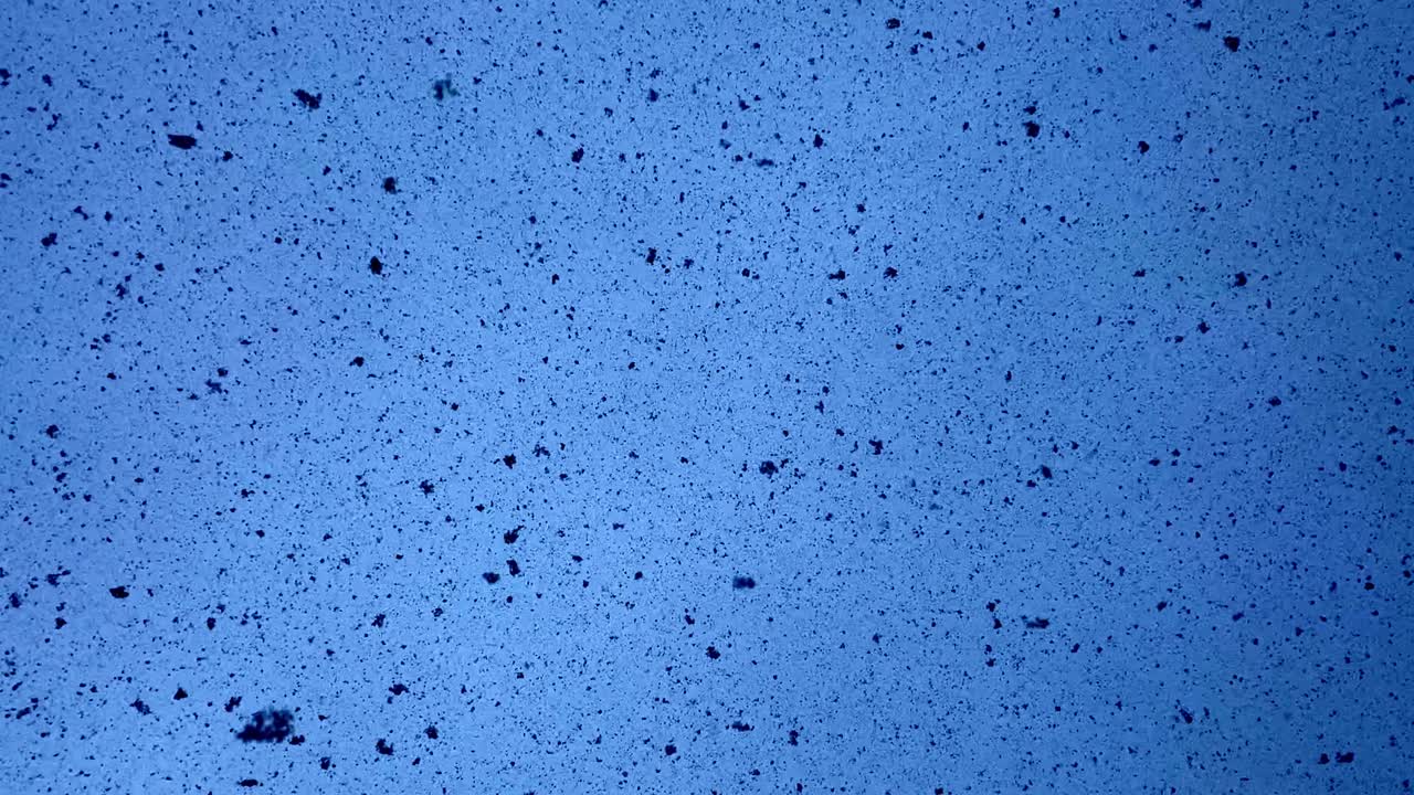 nevada en un día de invierno. grandes copos de nieve caen del cielo, los copos de nieve son